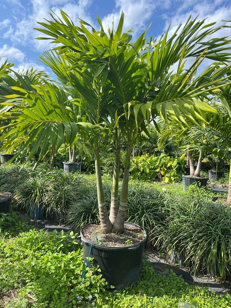 veitchia-merrillii-christmas-palm-adonidia-merrillii