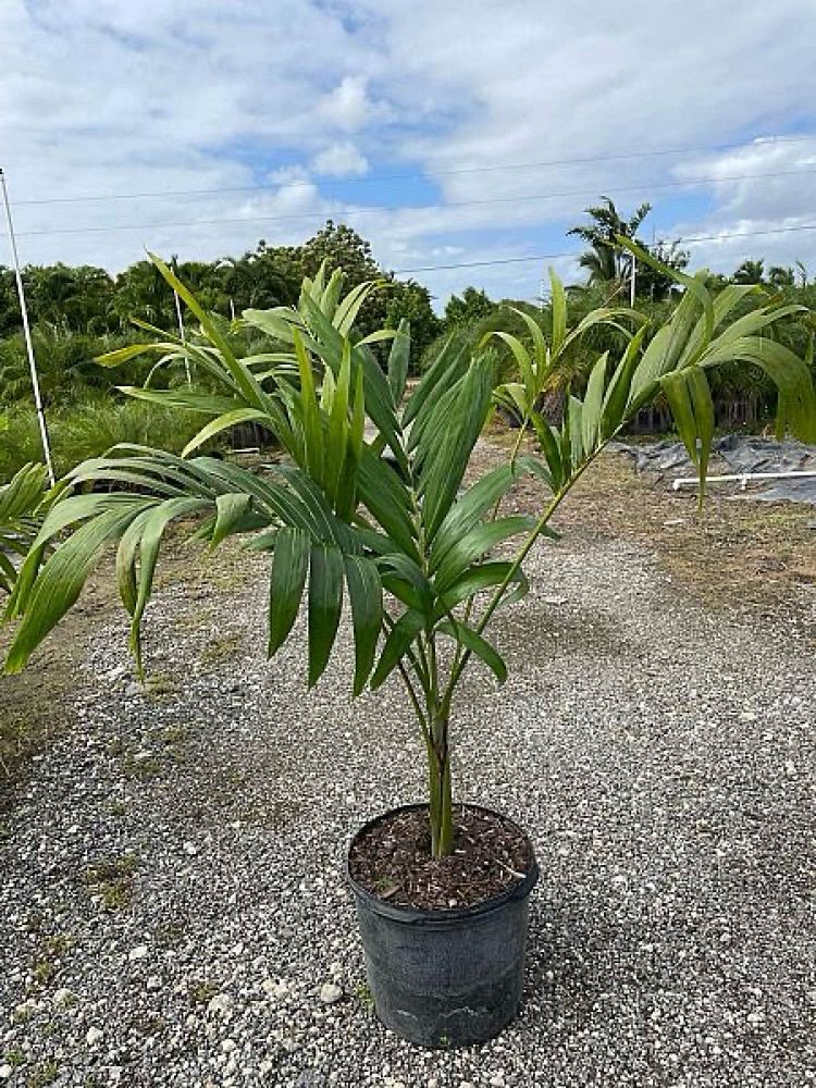 veitchia-merrillii-christmas-palm-adonidia-merrillii