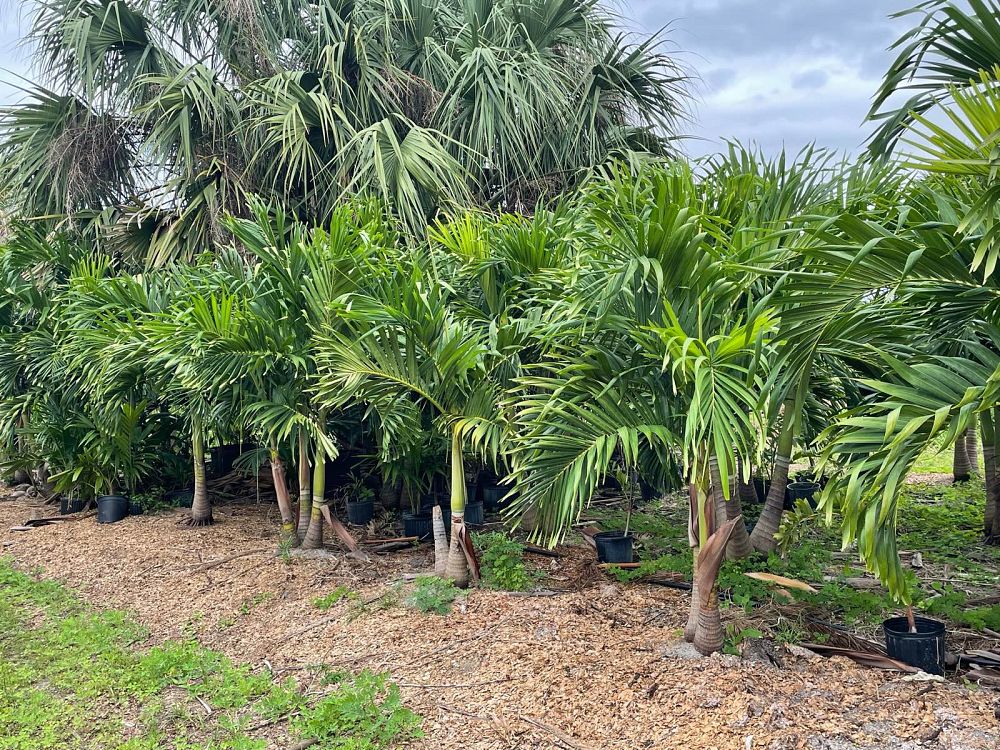 veitchia-merrillii-christmas-palm-adonidia-merrillii
