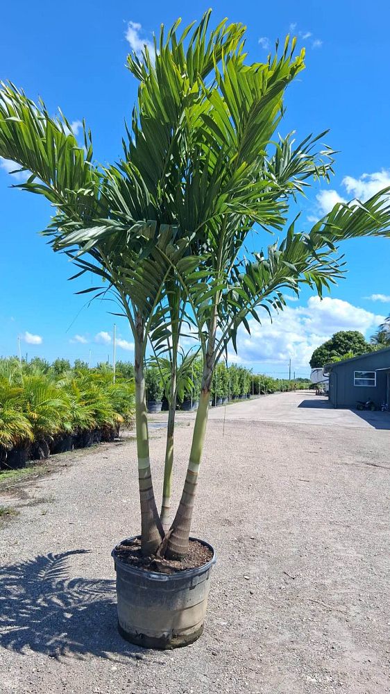 veitchia-merrillii-christmas-palm-adonidia-merrillii