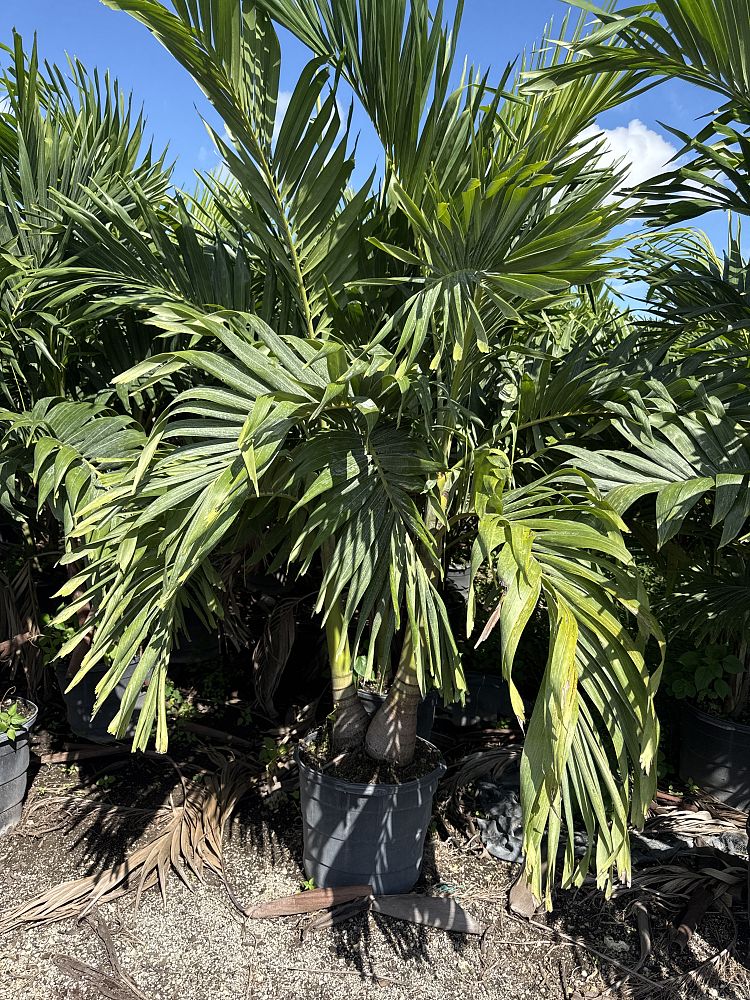 veitchia-merrillii-christmas-palm-adonidia-merrillii