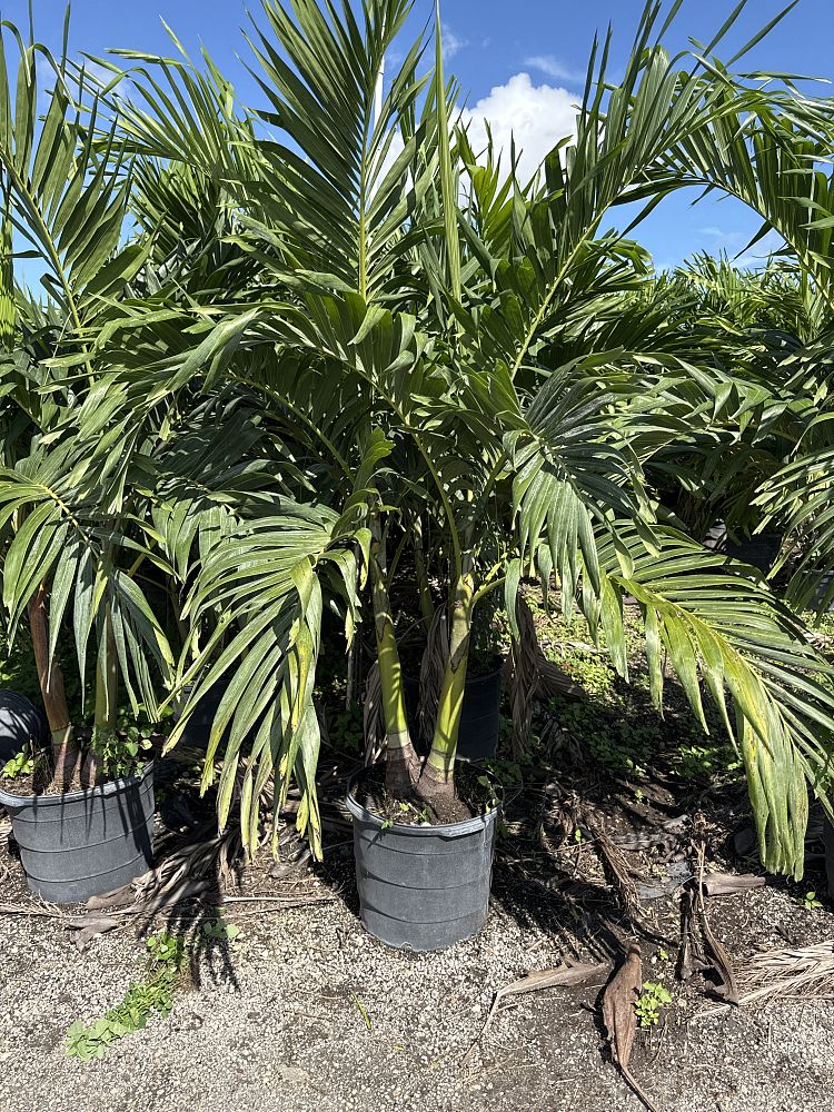 veitchia-merrillii-christmas-palm-adonidia-merrillii