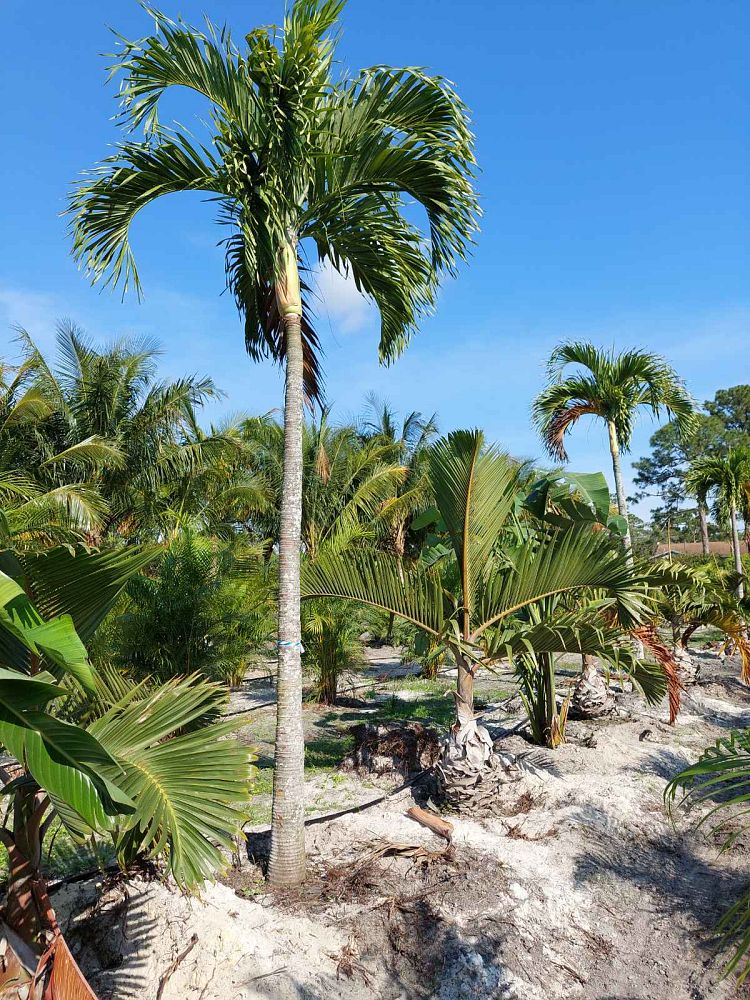 veitchia-merrillii-christmas-palm-adonidia-merrillii