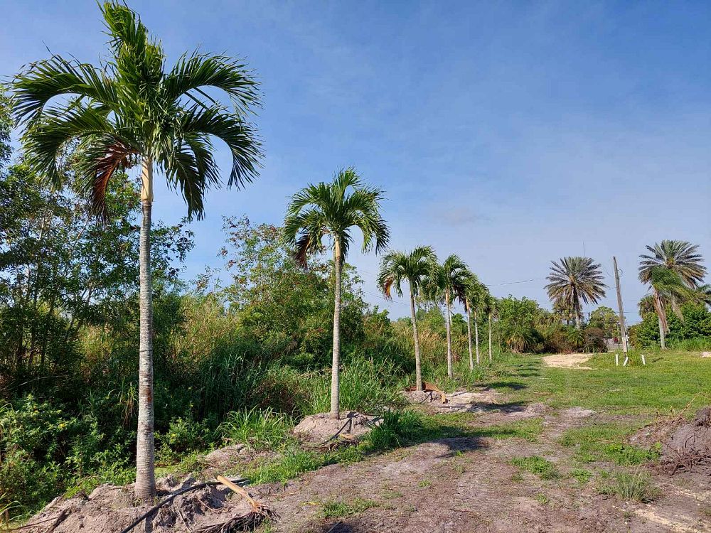 veitchia-merrillii-christmas-palm-adonidia-merrillii