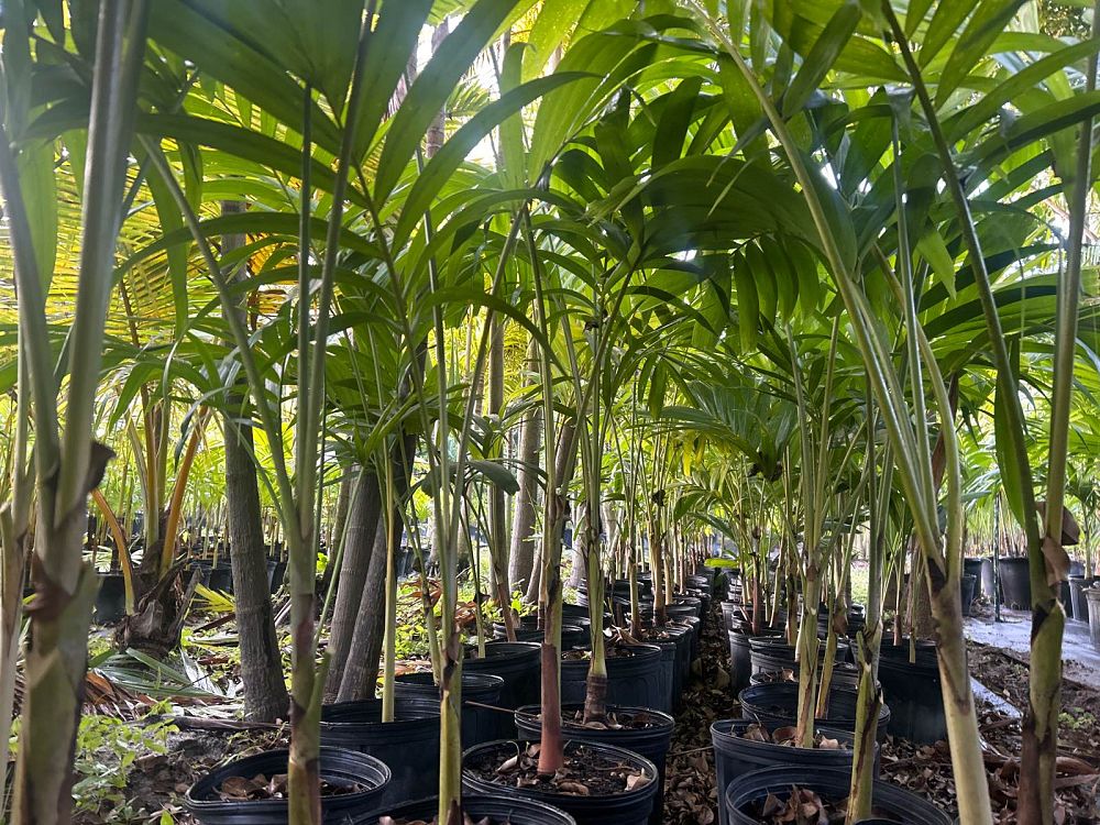 veitchia-merrillii-christmas-palm-adonidia-merrillii