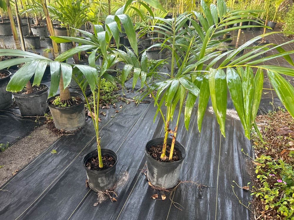 veitchia-merrillii-christmas-palm-adonidia-merrillii