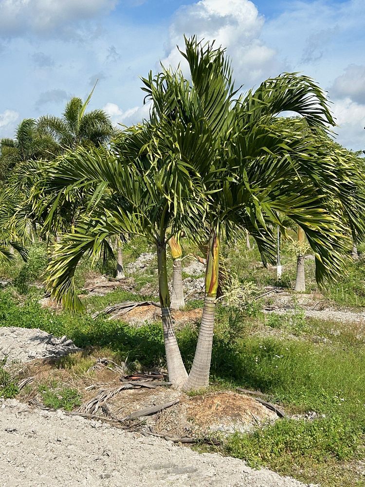 veitchia-merrillii-christmas-palm-adonidia-merrillii