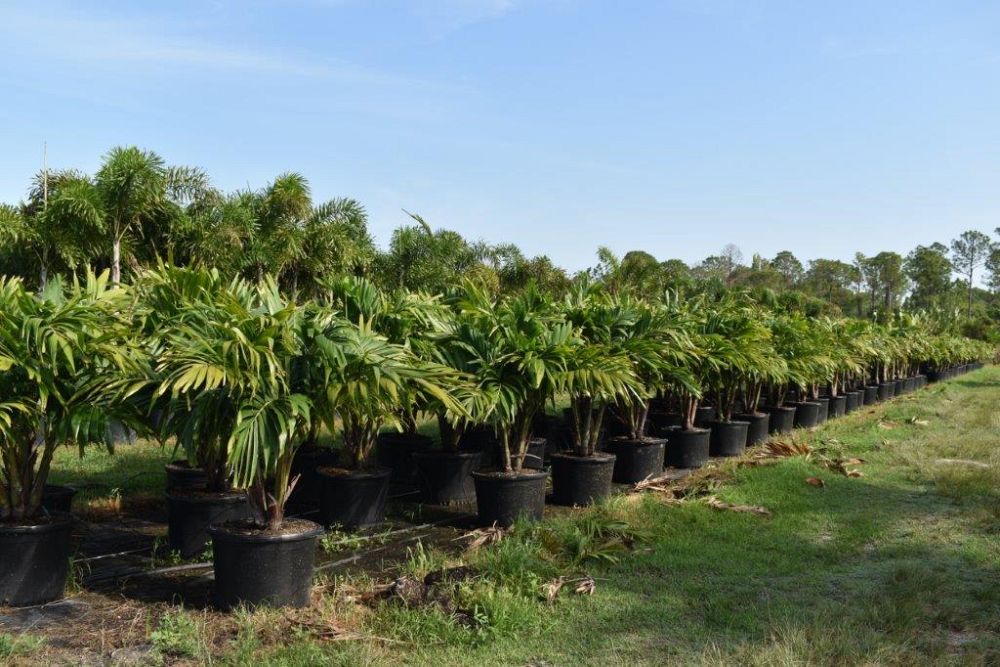 veitchia-merrillii-christmas-palm-adonidia-merrillii