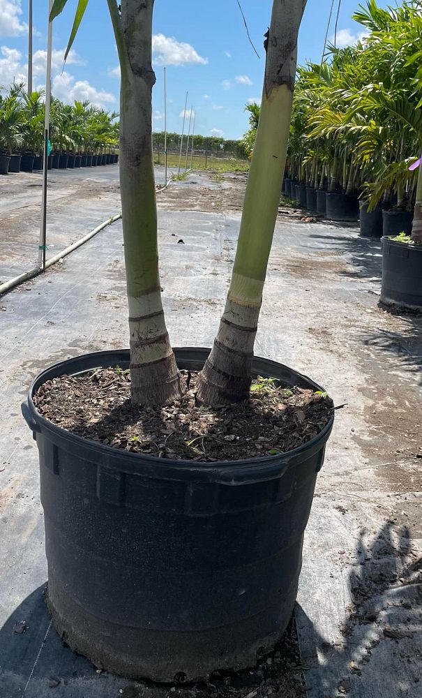 veitchia-merrillii-christmas-palm-adonidia-merrillii