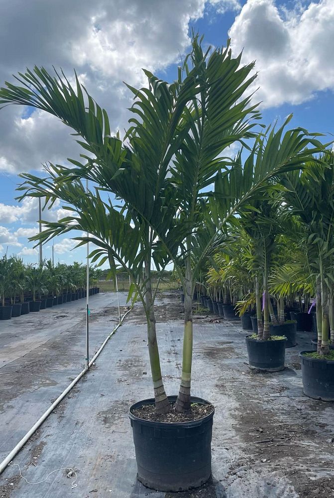 veitchia-merrillii-christmas-palm-adonidia-merrillii