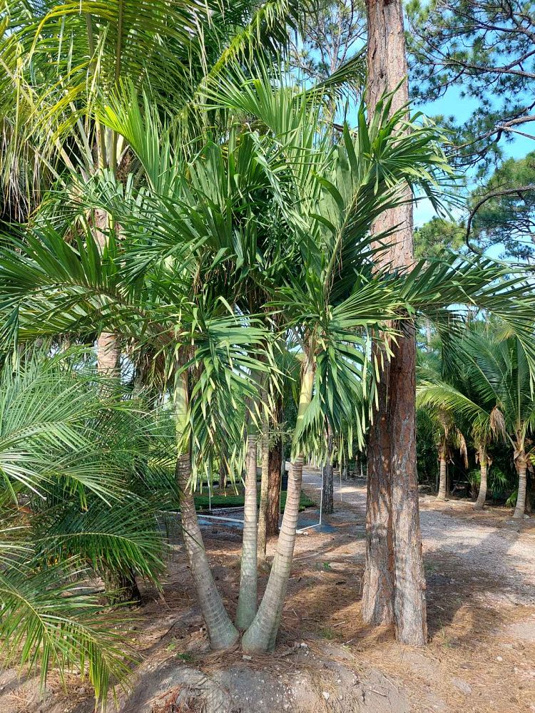 veitchia-merrillii-christmas-palm-adonidia-merrillii