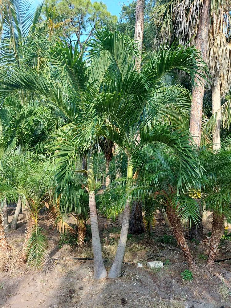 veitchia-merrillii-christmas-palm-adonidia-merrillii