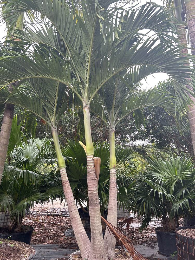 veitchia-merrillii-christmas-palm-adonidia-merrillii