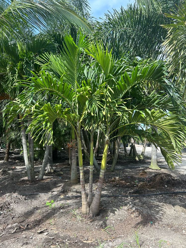 veitchia-merrillii-christmas-palm-adonidia-merrillii