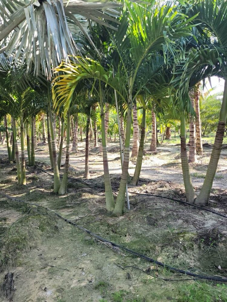 veitchia-merrillii-christmas-palm-adonidia-merrillii