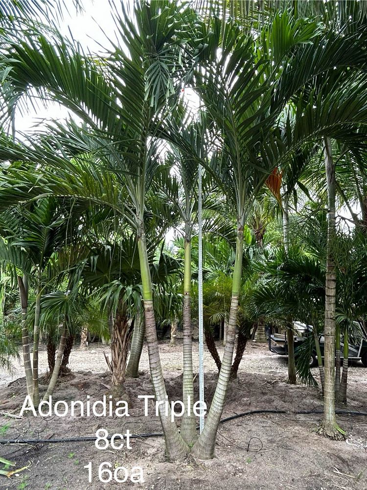 veitchia-merrillii-christmas-palm-adonidia-merrillii