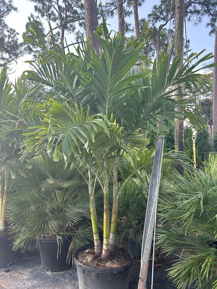 veitchia-merrillii-christmas-palm-adonidia-merrillii
