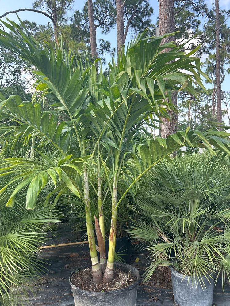 veitchia-merrillii-christmas-palm-adonidia-merrillii