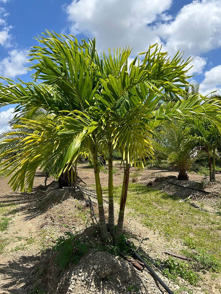 veitchia-merrillii-christmas-palm-adonidia-merrillii