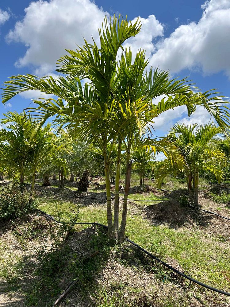 veitchia-merrillii-christmas-palm-adonidia-merrillii