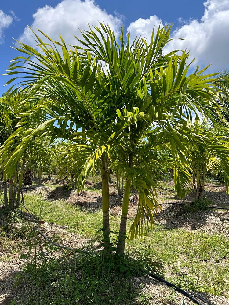 veitchia-merrillii-christmas-palm-adonidia-merrillii