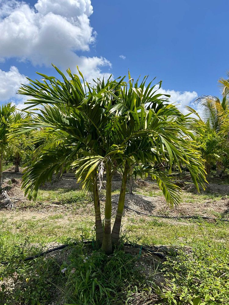 veitchia-merrillii-christmas-palm-adonidia-merrillii