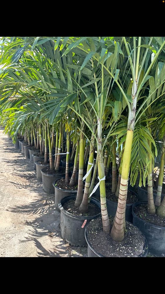 veitchia-merrillii-christmas-palm-adonidia-merrillii