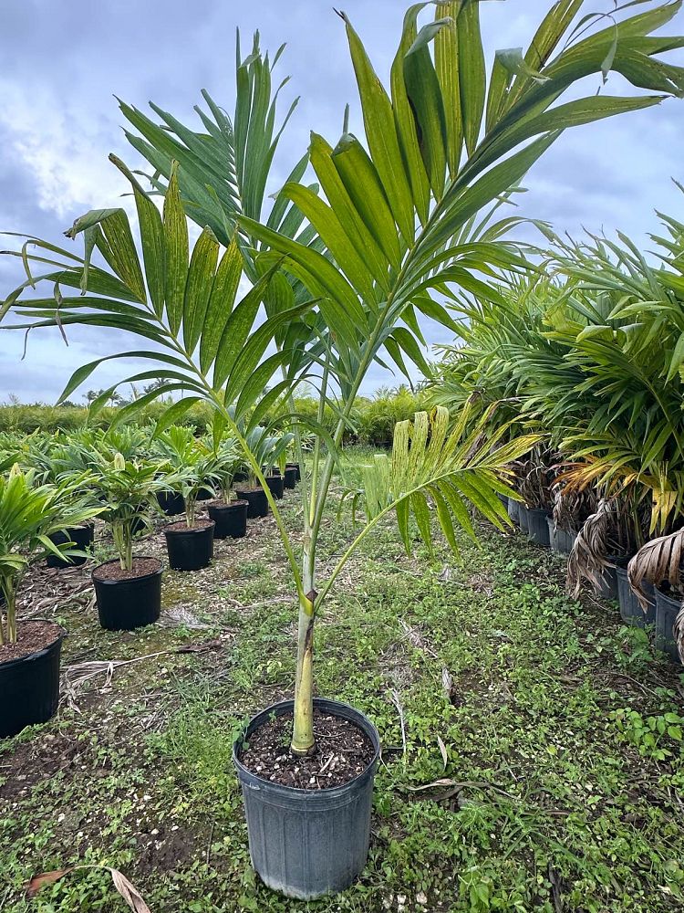 veitchia-merrillii-christmas-palm-adonidia-merrillii