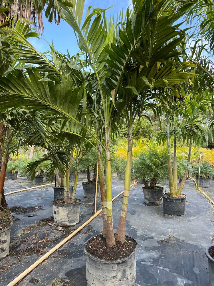 veitchia-merrillii-christmas-palm-adonidia-merrillii