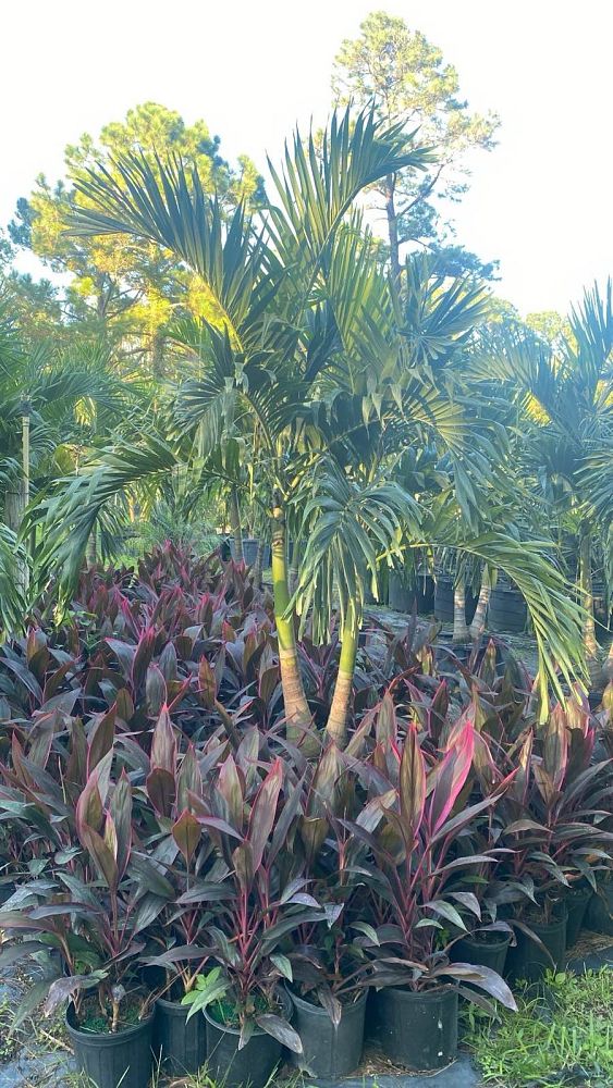 veitchia-merrillii-christmas-palm-adonidia-merrillii