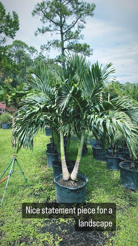 veitchia-merrillii-christmas-palm-adonidia-merrillii