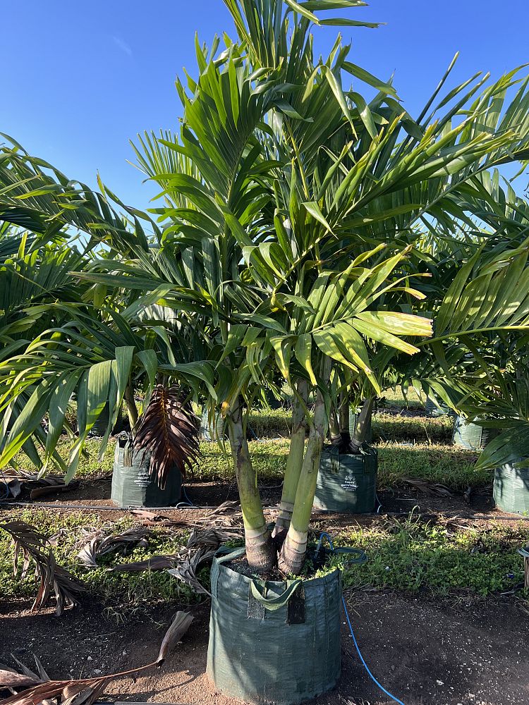veitchia-merrillii-christmas-palm-adonidia-merrillii