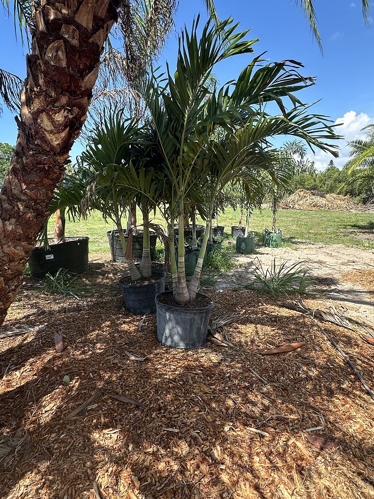 veitchia-merrillii-christmas-palm-adonidia-merrillii
