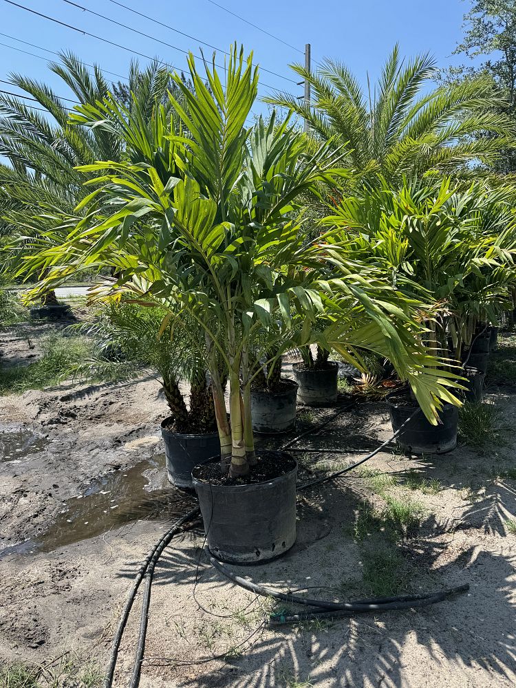 veitchia-merrillii-christmas-palm-adonidia-merrillii