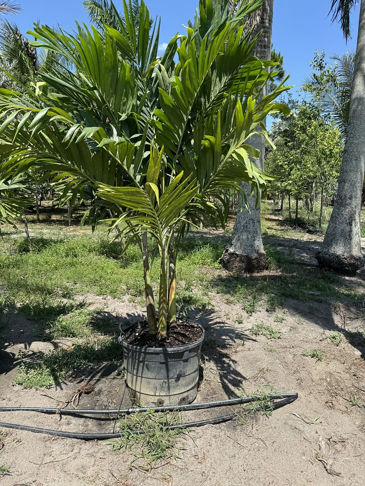 veitchia-merrillii-christmas-palm-adonidia-merrillii