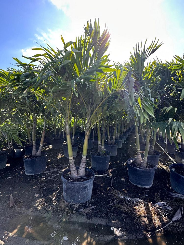 veitchia-merrillii-christmas-palm-adonidia-merrillii