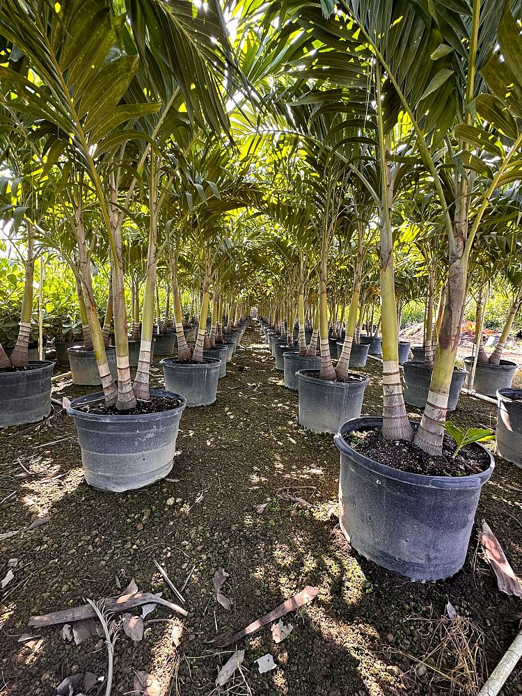 veitchia-merrillii-christmas-palm-adonidia-merrillii