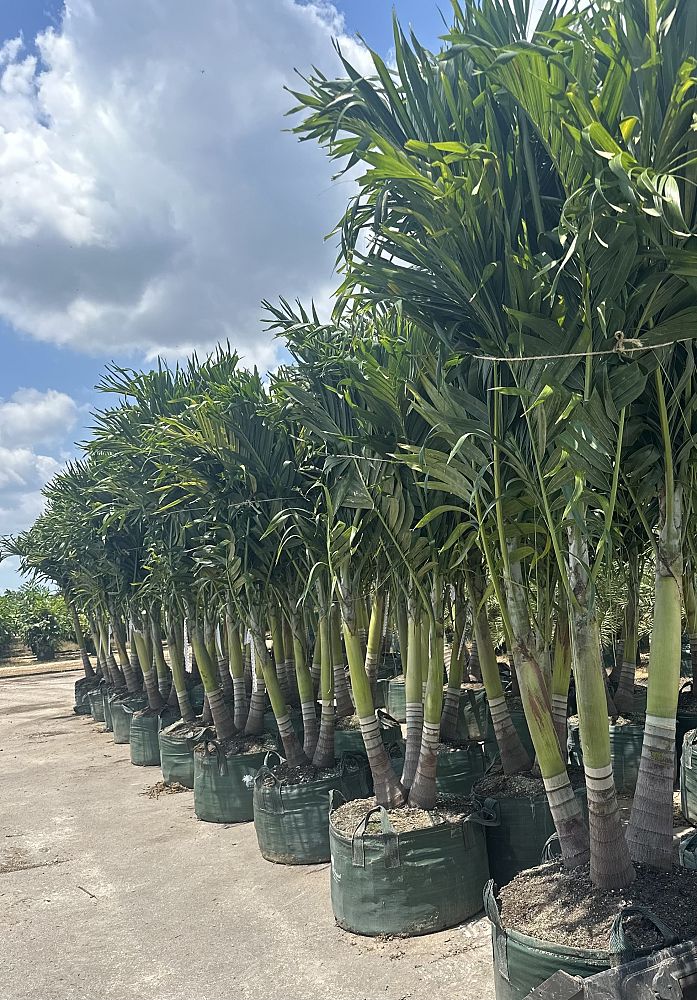 veitchia-merrillii-christmas-palm-adonidia-merrillii