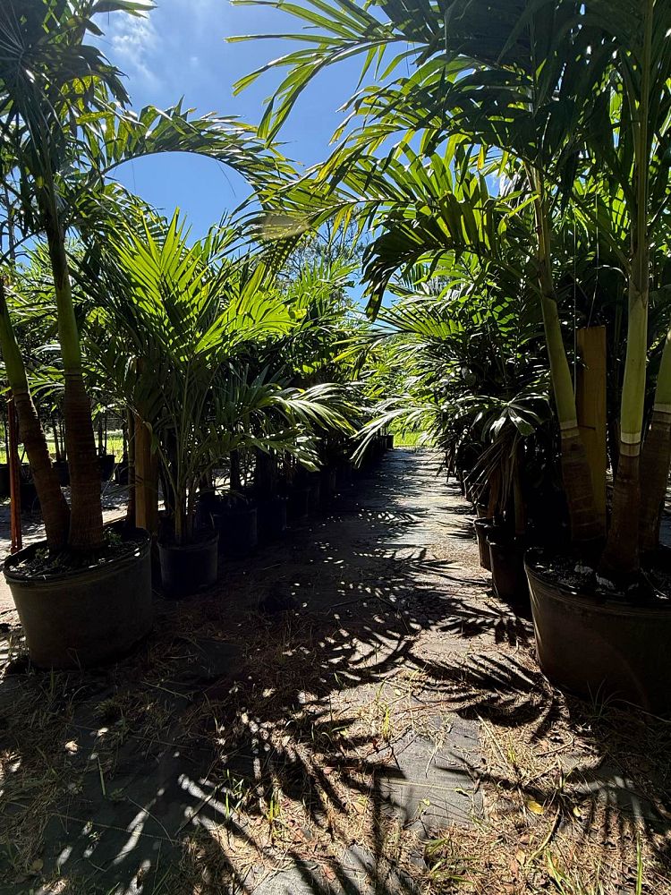 veitchia-merrillii-christmas-palm-adonidia-merrillii