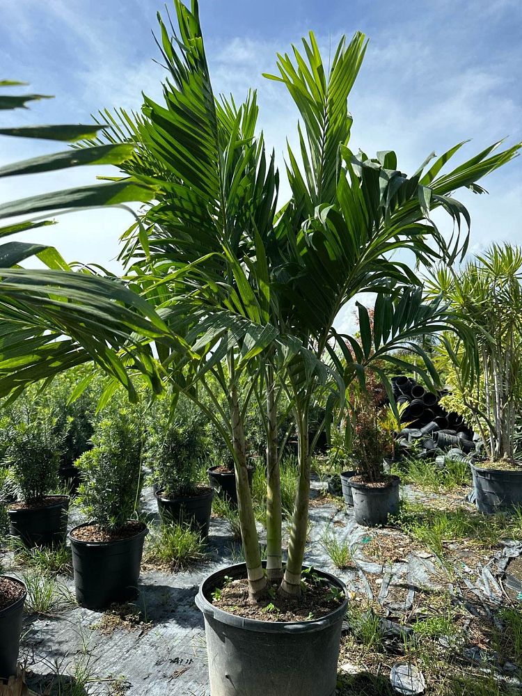 veitchia-merrillii-christmas-palm-adonidia-merrillii