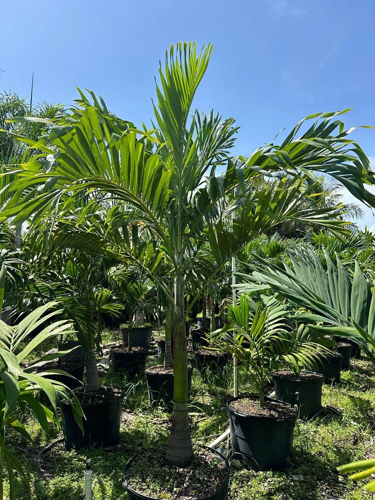 veitchia-merrillii-christmas-palm-adonidia-merrillii