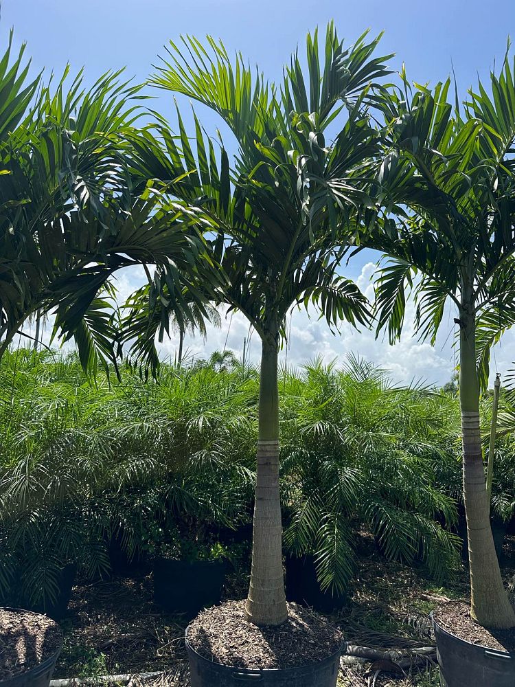 veitchia-merrillii-christmas-palm-adonidia-merrillii
