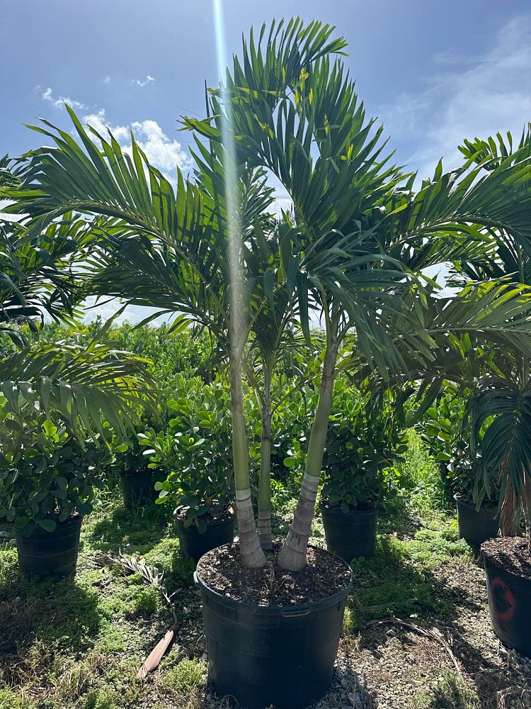 veitchia-merrillii-christmas-palm-adonidia-merrillii