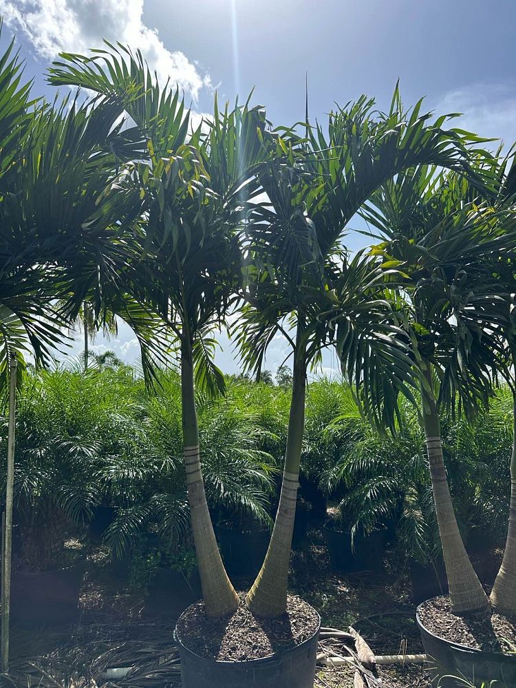 veitchia-merrillii-christmas-palm-adonidia-merrillii