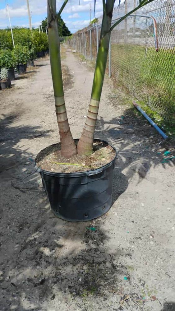 veitchia-merrillii-christmas-palm-adonidia-merrillii