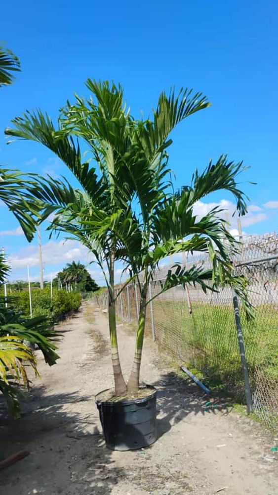 veitchia-merrillii-christmas-palm-adonidia-merrillii
