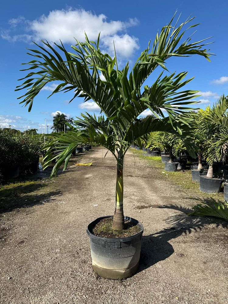 veitchia-merrillii-christmas-palm-adonidia-merrillii