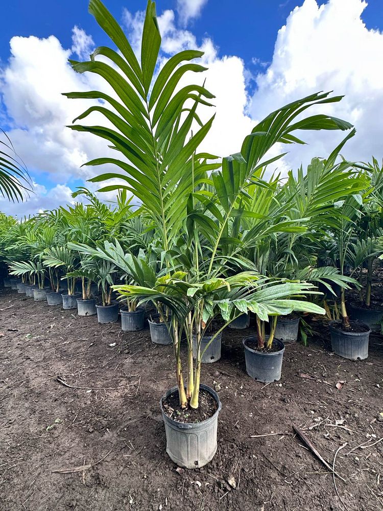 veitchia-merrillii-christmas-palm-adonidia-merrillii