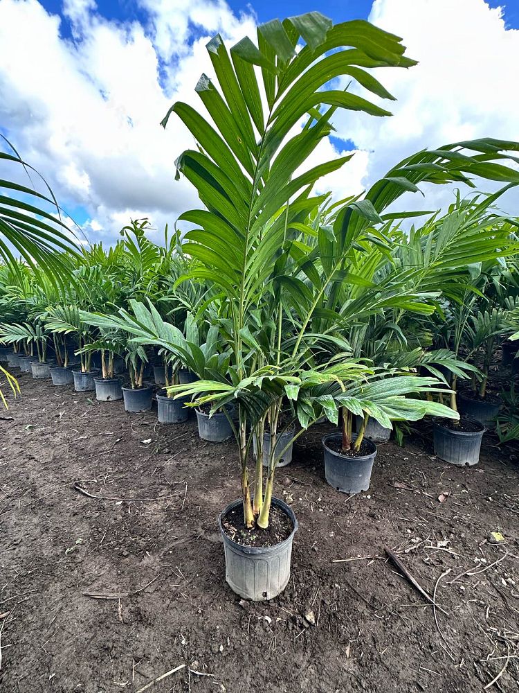 veitchia-merrillii-christmas-palm-adonidia-merrillii