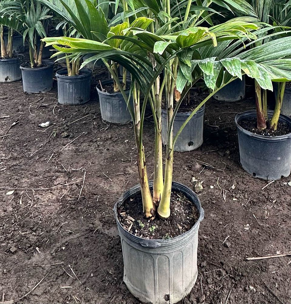 veitchia-merrillii-christmas-palm-adonidia-merrillii